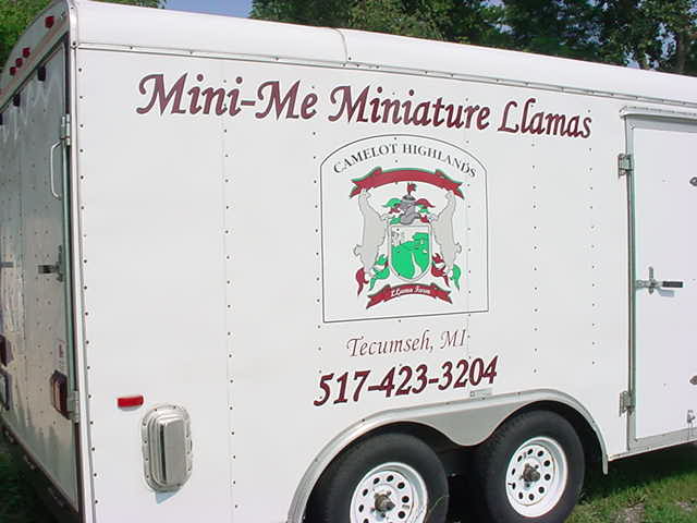 Mini Me Miniature Llamas, Tecumseh, MI 